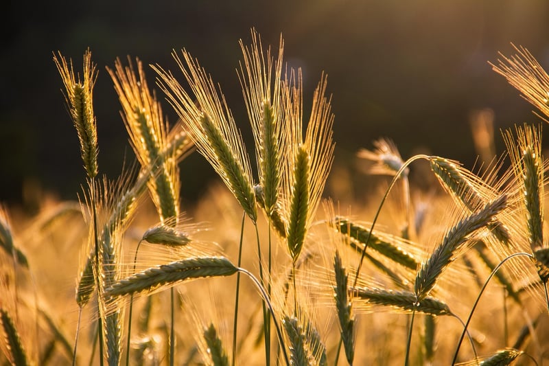 Whole Grains